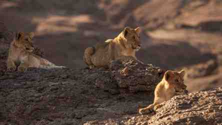 poster Lions of the Skeleton Coast
